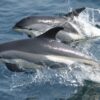 Faroe Islands, grind, stop the grind, marine connection. dolphin kills, tradition