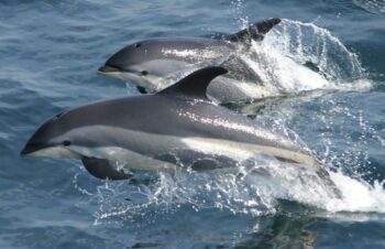 Faroe Islands, grind, stop the grind, marine connection. dolphin kills, tradition