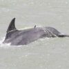 Cetacean entanglement, dolphins, marine connection, fishing gear, dolphin deaths