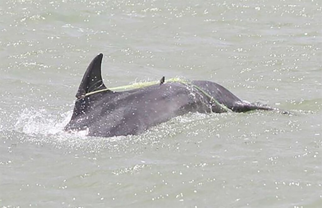Cetacean entanglement, dolphins, marine connection, fishing gear, dolphin deaths