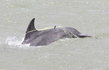 Cetacean entanglement, dolphins, marine connection, fishing gear, dolphin deaths