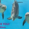 Exim tours, poland, jakub banasiak, marine connection, end captivity, dolphiarium