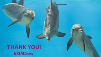 Exim tours, poland, jakub banasiak, marine connection, end captivity, dolphiarium