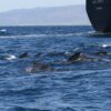 Strait of Gibraltar, pilot whales, ocean noise, marine connection