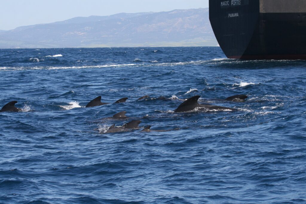 Strait of Gibraltar, pilot whales, ocean noise, marine connection