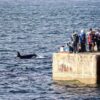 Claudia Afeltra/Sea Watch Foundation, orca watch, scotland, orkney, marine connection, liz sandeman