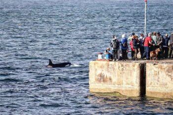 Claudia Afeltra/Sea Watch Foundation, orca watch, scotland, orkney, marine connection, liz sandeman
