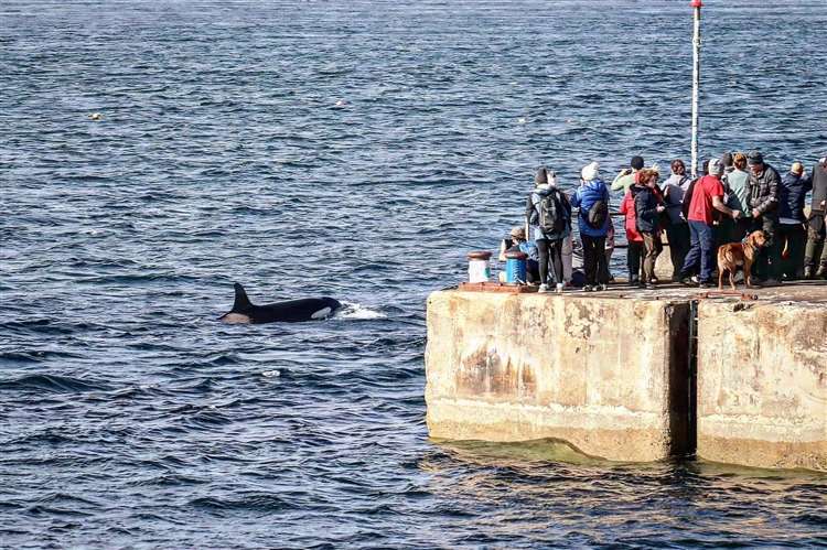 Claudia Afeltra/Sea Watch Foundation, orca watch, scotland, orkney, marine connection, liz sandeman