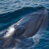 Rice's whale, NOAA, Endangered Species Act, ESA, USA, whales, dolphins, porpoises, polar bears, marine connection.