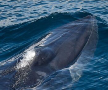 Rice's whale, NOAA, Endangered Species Act, ESA, USA, whales, dolphins, porpoises, polar bears, marine connection.