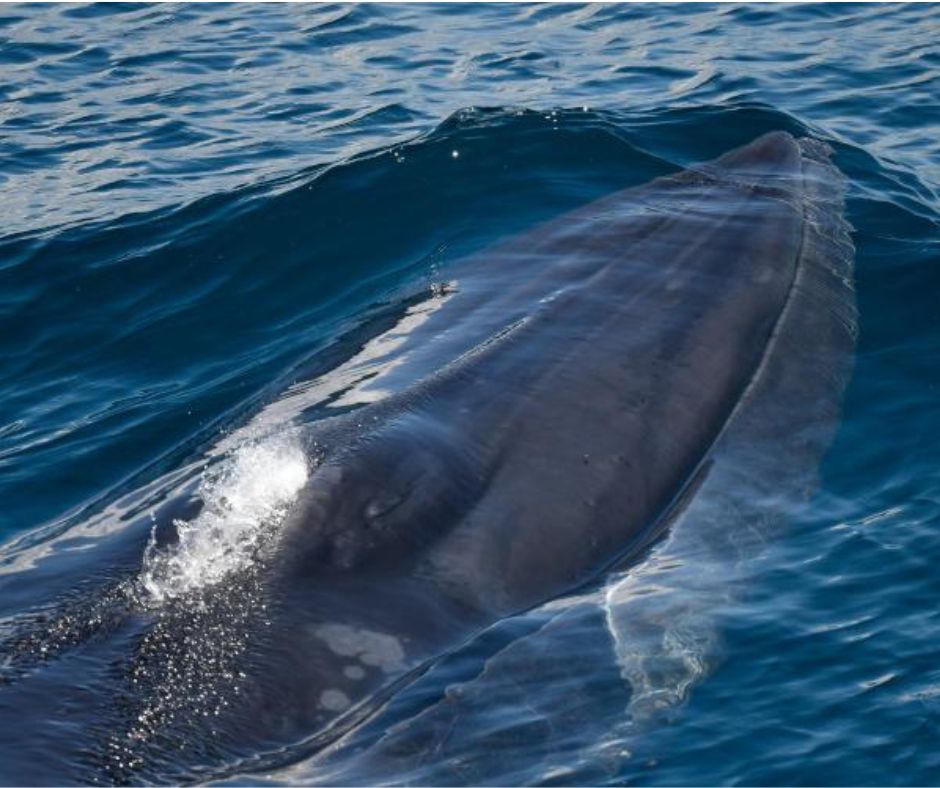 Rice's whale, NOAA, Endangered Species Act, ESA, USA, whales, dolphins, porpoises, polar bears, marine connection.