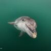 Danny the dolphin, solitary dolphin, Weymouth, Dorset, sociable dolphins, Lone Rangers, Marine Connection