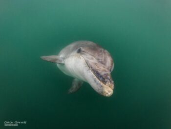 Danny the dolphin, solitary dolphin, Weymouth, Dorset, sociable dolphins, Lone Rangers, Marine Connection