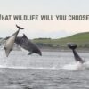 wildlife, uk banknotes, vote for wildlife, uk, dolphins, bank of england, marine connection