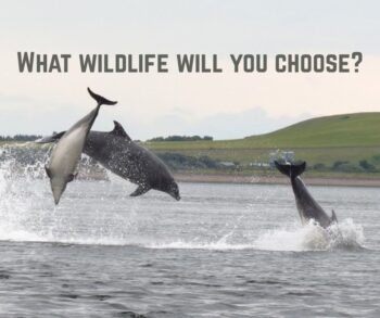 wildlife, uk banknotes, vote for wildlife, uk, dolphins, bank of england, marine connection