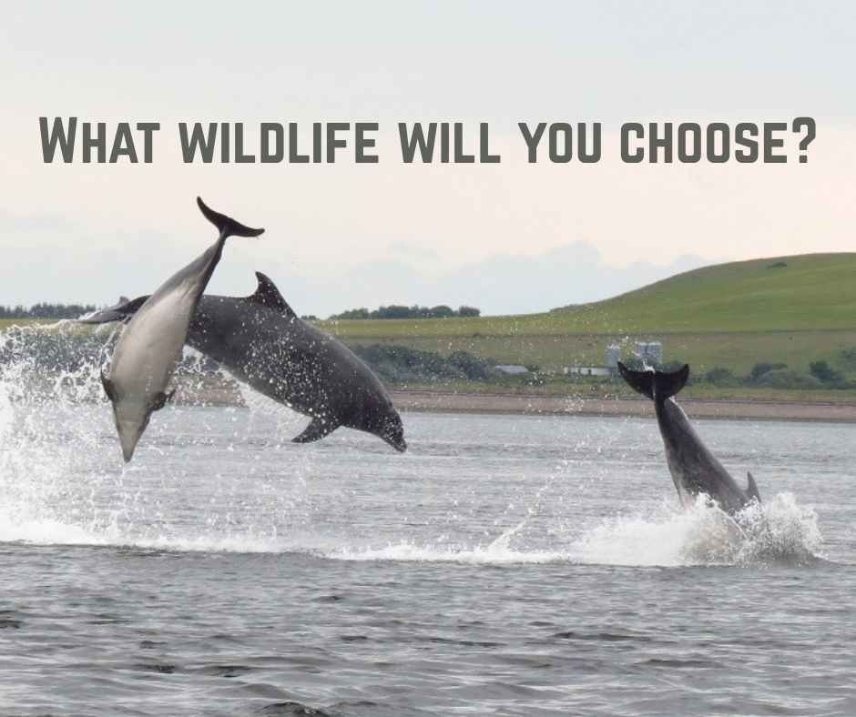 wildlife, uk banknotes, vote for wildlife, uk, dolphins, bank of england, marine connection
