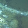 whale graveyard, whale skeleton, marine connection