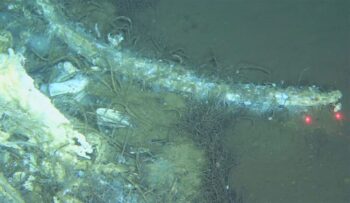 whale graveyard, whale skeleton, marine connection