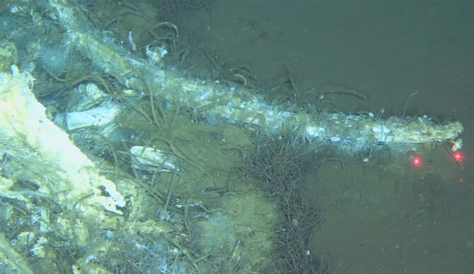 whale graveyard, whale skeleton, marine connection