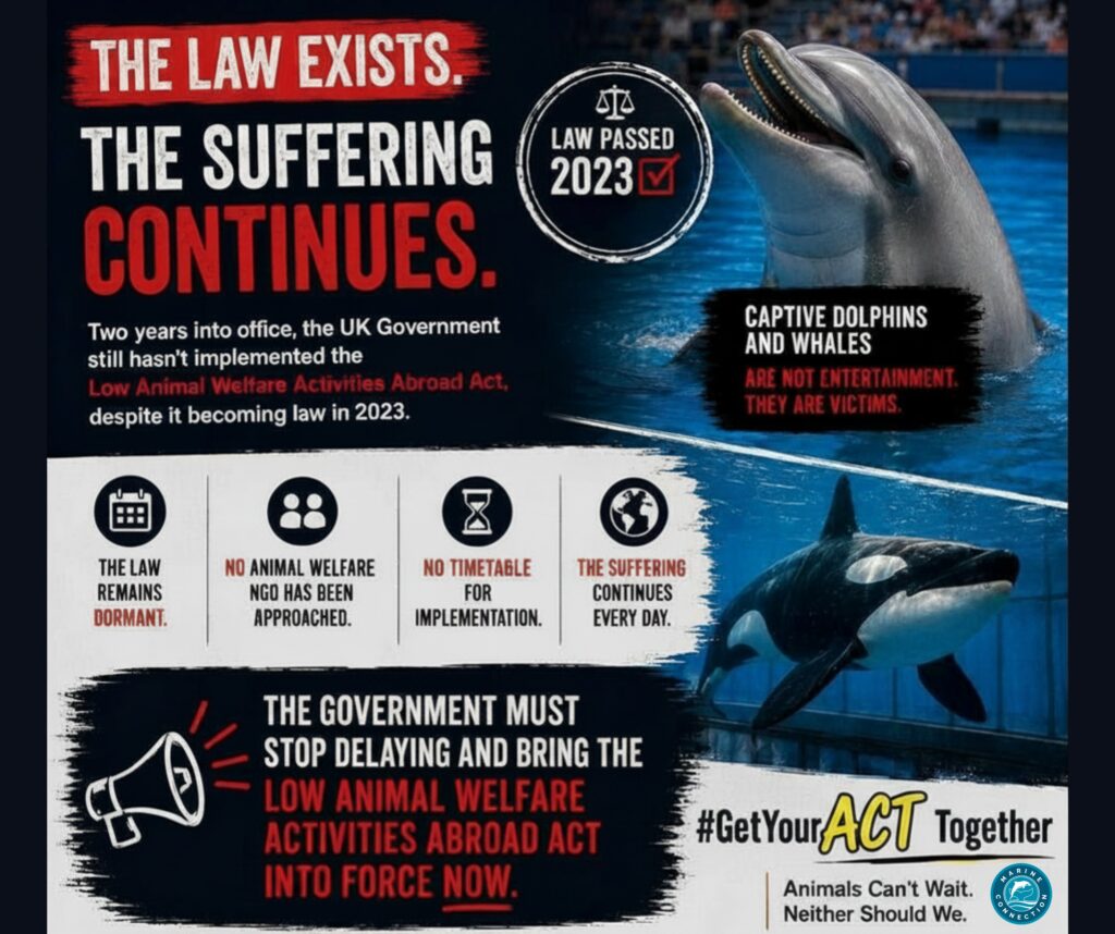 3 years on, get your act together, animal suffering, uk laws for animals, marine connection