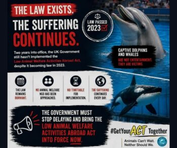 3 years on, get your act together, animal suffering, uk laws for animals, marine connection