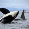 NWFSC, orcas, southern resident, puget sound, washington state, marine connection, biggs orcas