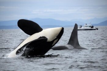 NWFSC, orcas, southern resident, puget sound, washington state, marine connection, biggs orcas