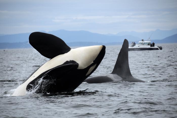 NWFSC, orcas, southern resident, puget sound, washington state, marine connection, biggs orcas