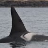 Center for whale research, L88, southern resident orcas, marine connection