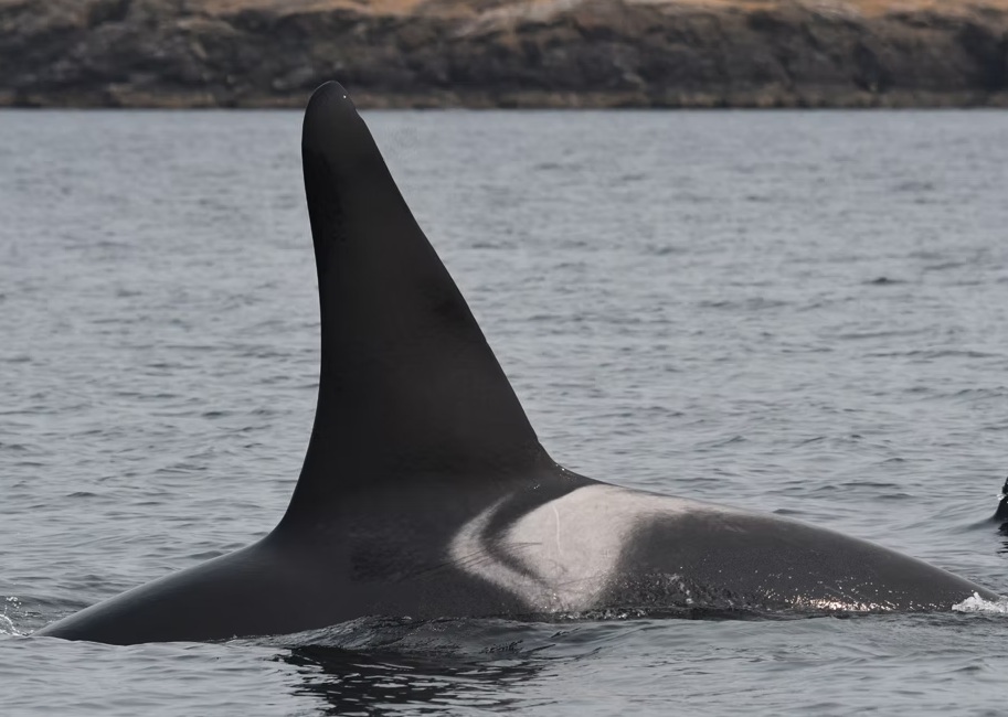 Center for whale research, L88, southern resident orcas, marine connection