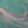 Dusty the dolphin, Ireland, solitary sociable dolphins, pingers, marine connection