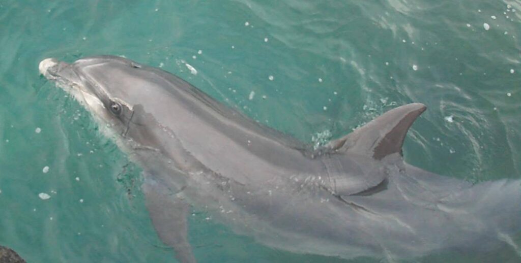 Dusty the dolphin, Ireland, solitary sociable dolphins, pingers, marine connection
