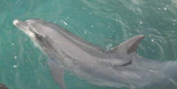 Dusty the dolphin, Ireland, solitary sociable dolphins, pingers, marine connection