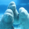 Marineland, Canada, Niagara Falls, transfer, captivity, USA, marine connection
