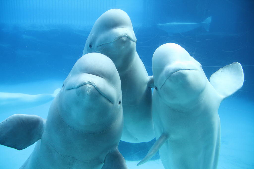 Marineland, Canada, Niagara Falls, transfer, captivity, USA, marine connection