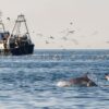 dolphins, feeding, italy, dolphin birology and conservation, marine connection