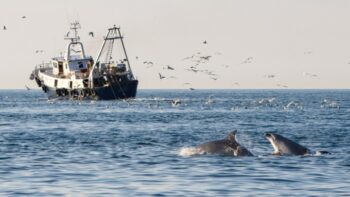 dolphins, feeding, italy, dolphin birology and conservation, marine connection