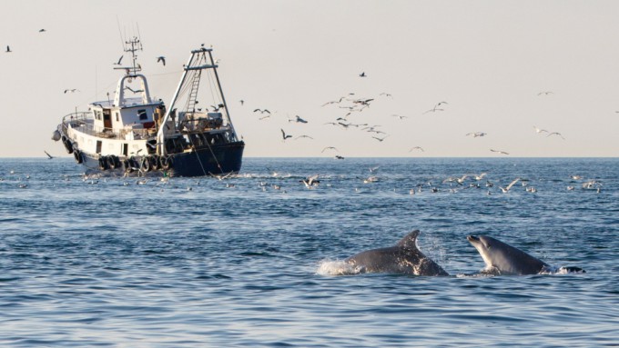 dolphins, feeding, italy, dolphin birology and conservation, marine connection