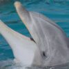 Cecil dolphin, Kolmarden Zoo, Sweden, dolphin death, end captivity, marine connection