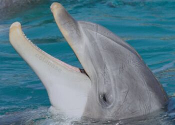 Cecil dolphin, Kolmarden Zoo, Sweden, dolphin death, end captivity, marine connection