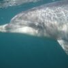 Dusty the solitary social bottlenose dolphin, Ireland, marine connection, lone rangers