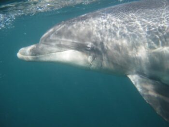 Dusty the solitary social bottlenose dolphin, Ireland, marine connection, lone rangers