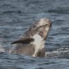 British whales, dolphins, rissos, marine connection, dolphin watching, marinelife