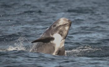 British whales, dolphins, rissos, marine connection, dolphin watching, marinelife