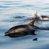 bycatch, dolphins, whales, marinelife, fishing, nets, marine connection