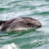 harbour porpoise, bycatch, fishing nets, NoAA, marine connection