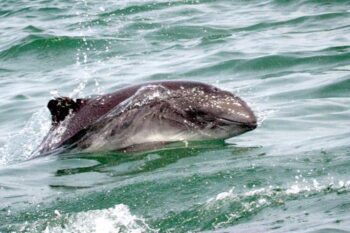 harbour porpoise, bycatch, fishing nets, NoAA, marine connection