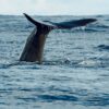 IWC, International Whaling Commission, whaling, marine connection