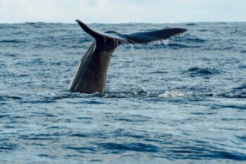 IWC, International Whaling Commission, whaling, marine connection