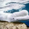 shedd aquarium, beluga deaths, beethoven, marineland canada, beluga whale captivity, marine connection